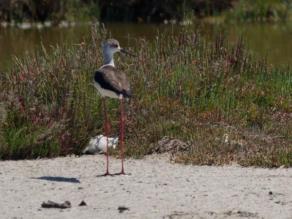 Steltkluut (Himantopus himantopus)